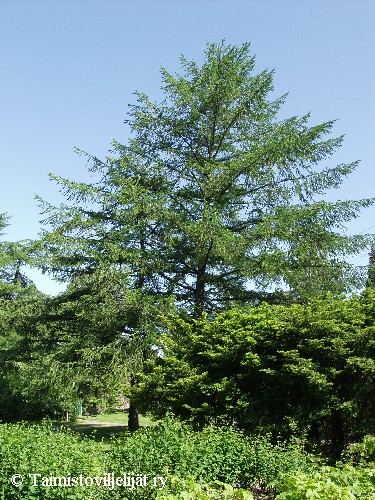 Larix sibirica